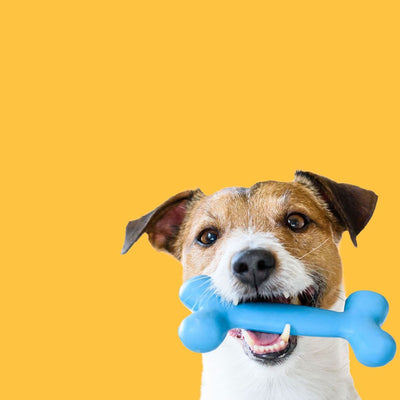 5 Signs Your Pup Needs a New Plush Buddy 🐾