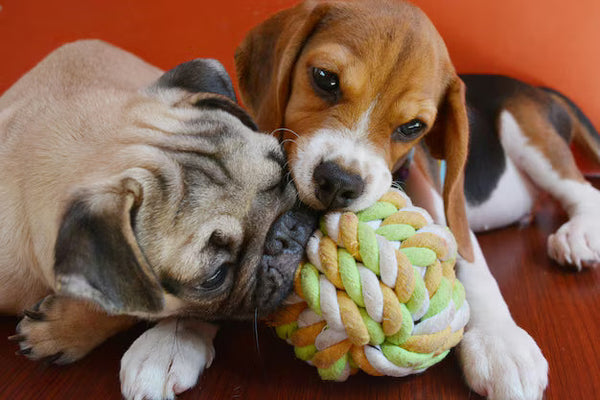 Dog toy