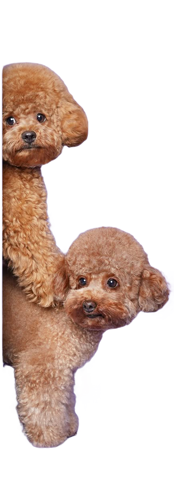 Cute poodle