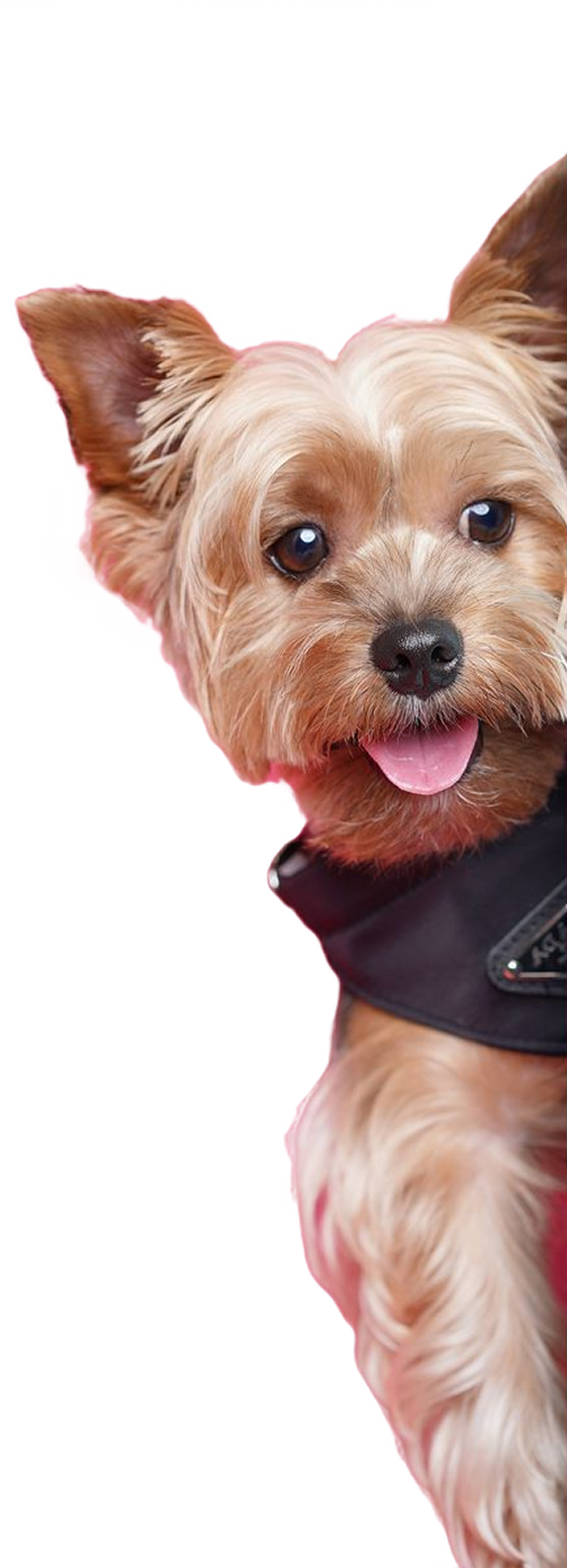 Happy dog