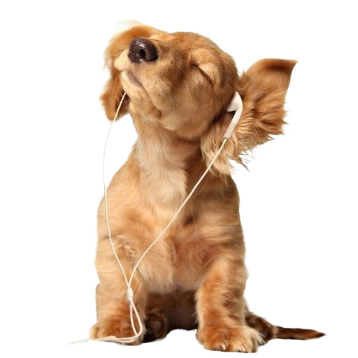 Happy dog