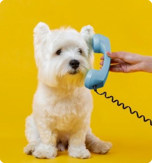 Dog on phone