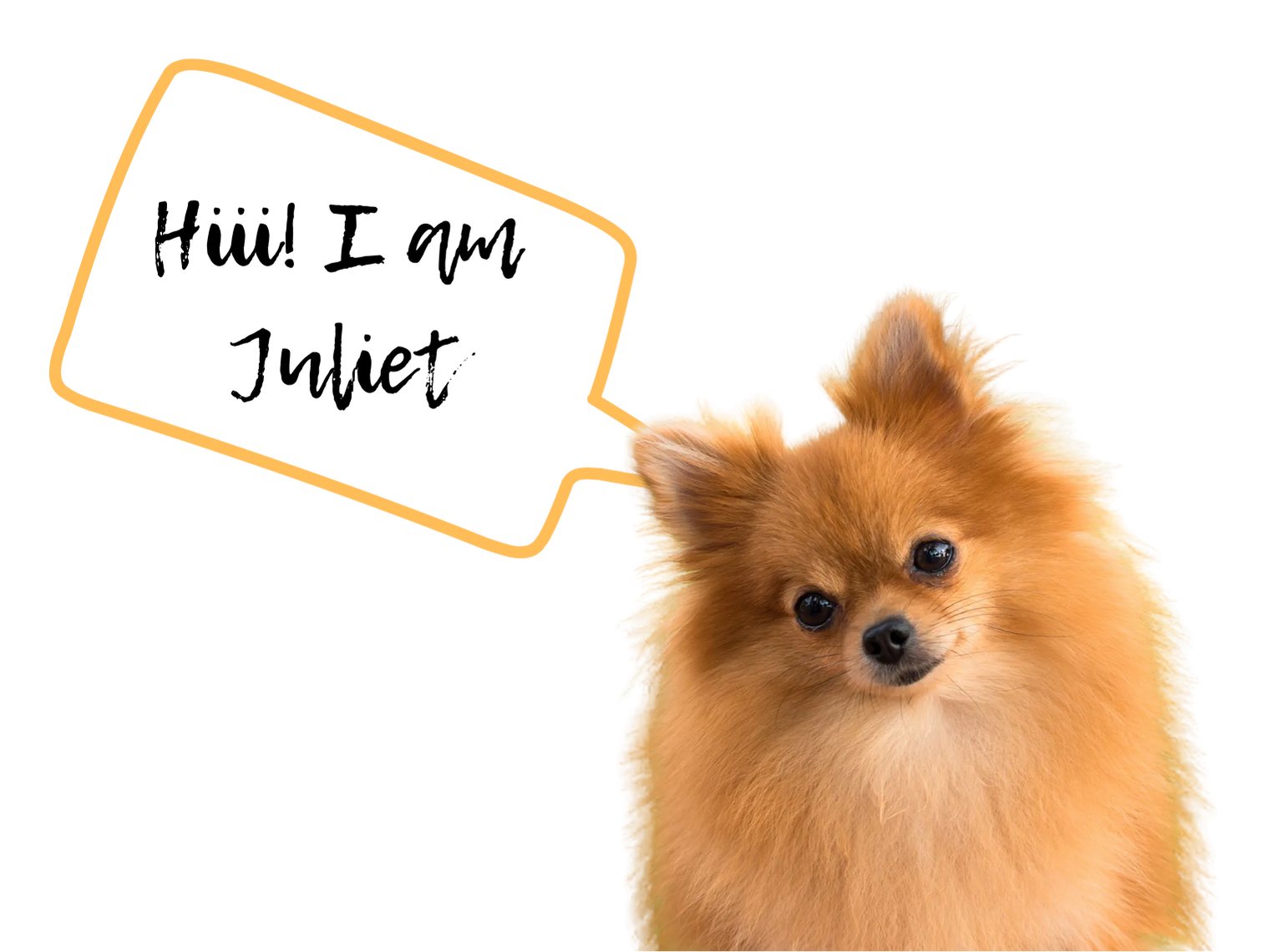 Right Dog Overlay