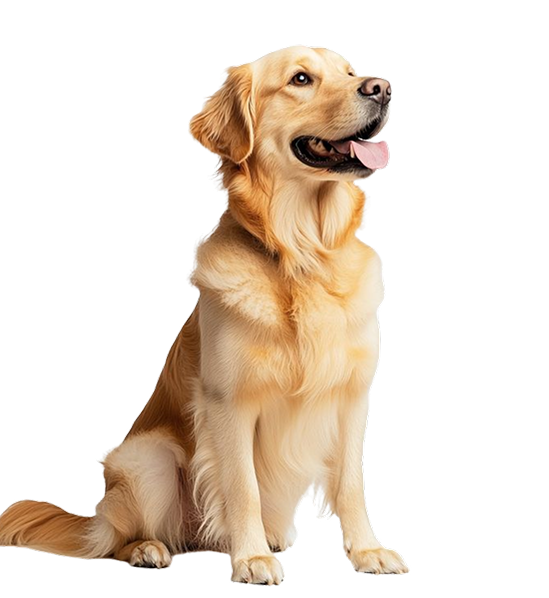 Newsletter Dog